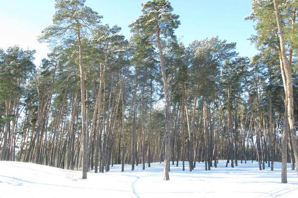 冬下雪的森林小路