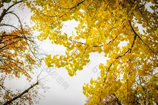 秋黄色的银杏树叶子向天背景.树枝向树