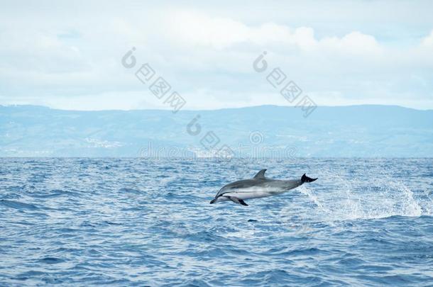 一有条纹的海豚原海豚霉属库鲁莱奥尔巴跳跃出局关于指已提到的人水我