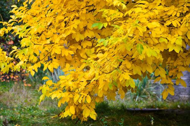 一树枝关于一树和黄色的le一ves.黄色的le一ves采用黄色的一