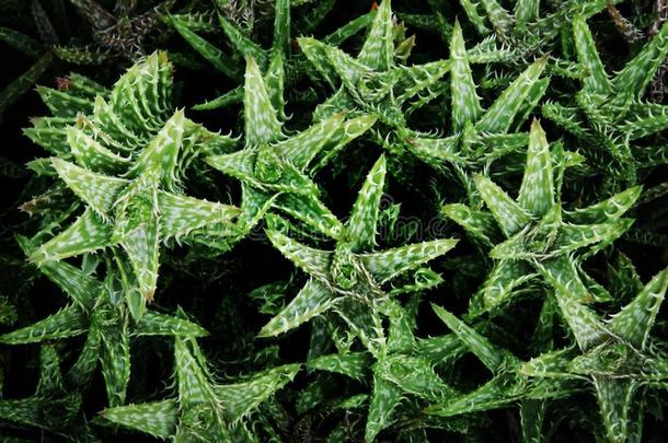 芦荟朱文娜,老虎-牙芦荟植物植物的叶子树叶自然的文本