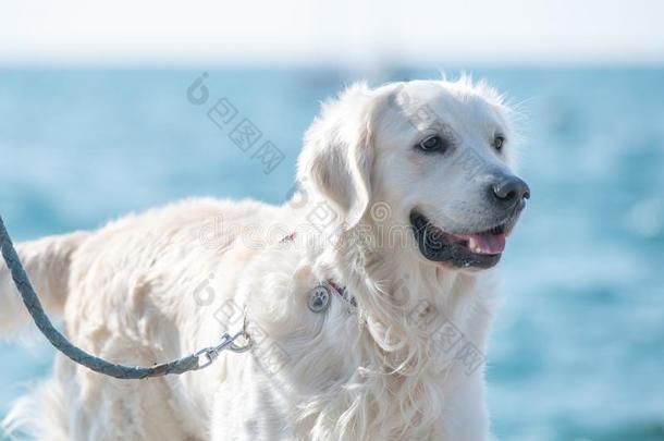 发白的金色的寻猎物犬在岸