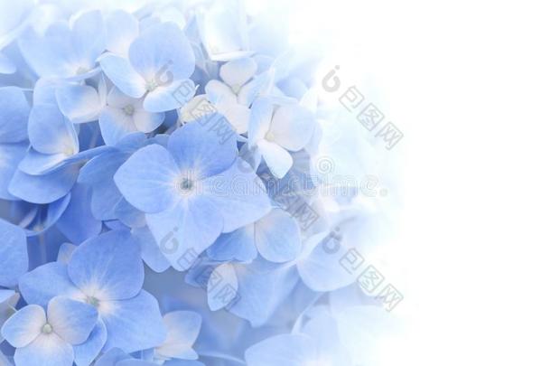 美丽的花瓣关于蓝色八仙花属或H或tensia花八仙花属