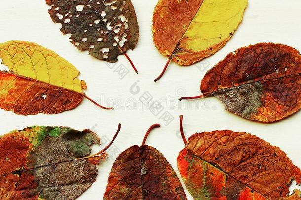 各种各样的颜色鲜艳的秋树叶向一光木材b一ckground