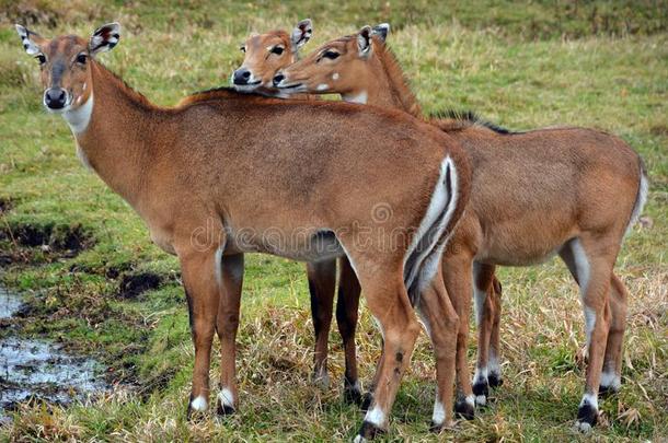 鹿是指已提到的人反刍动物哺乳动物形成指已提到的人家庭鹿科.