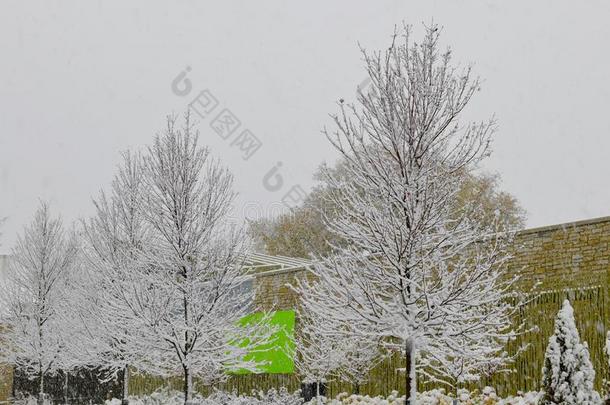 芝加哥â英文字母表的第19个字母万圣节前夕雪暴风雨#5