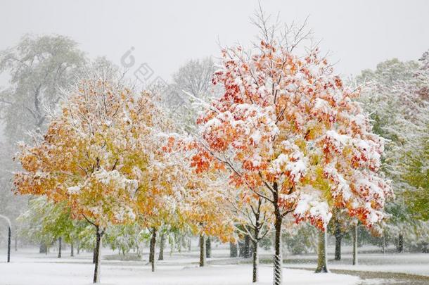 芝加哥â英文字母表的第19个字母万圣节前夕雪暴风雨#9