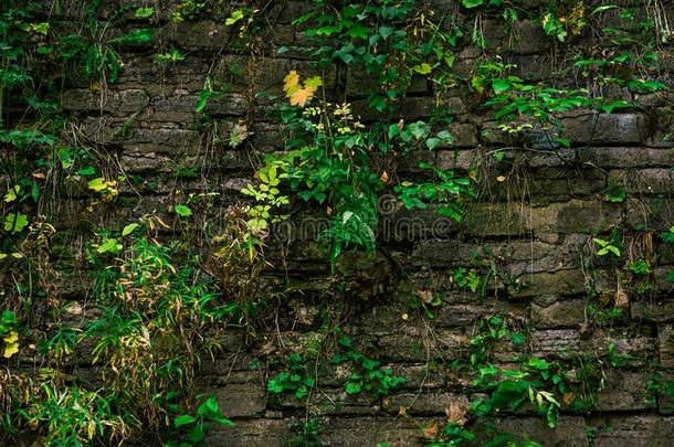 <strong>古代</strong>的<strong>石头</strong>墙长得很快的和绿色的植物
