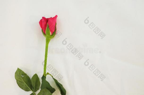 美丽的粉红色的玫瑰向白色的背景
