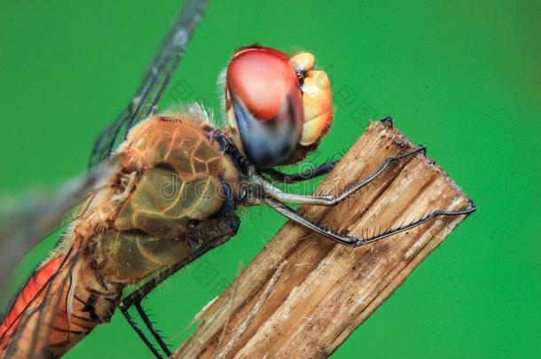 蜻蜓富有色彩的关在上面水滴