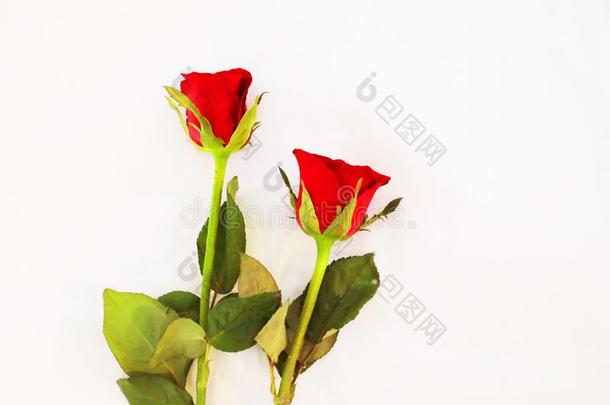 双的红色的玫瑰向白色的背景