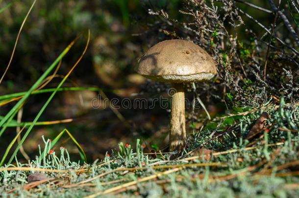 森林蘑菇生长的采用肯彭森林,北方亚麻短纤维粗布,下面的