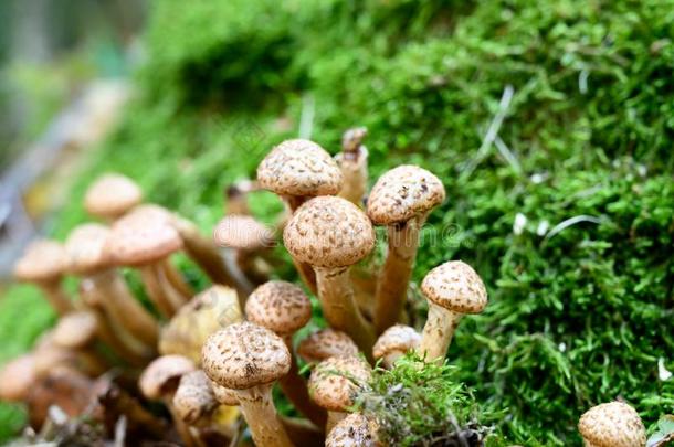 森林蘑菇生长的采用肯彭森林,北方亚麻短纤维<strong>粗布</strong>,下面的