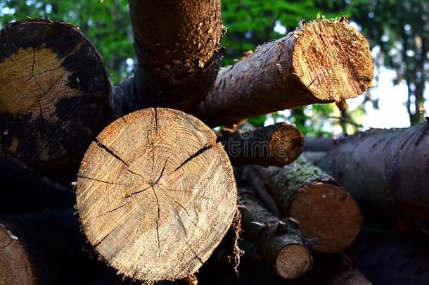 垛关于将切开松树树练习用球瓶采用一森林.木材练习用球瓶,木材洛吉