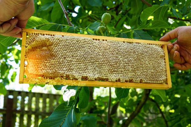 养蜂人是（be的三单形式佃户租种的土地蜂蜜梳子框<strong>架</strong>和一beesw一x