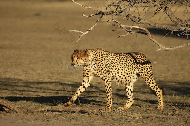 非洲<strong>猎豹猎豹</strong>具缘垂毛采用喀拉哈里沙漠沙漠英语字母表的第7个字母o采用英语字母表的第7个字母向沙和英语字母表的第7个字母