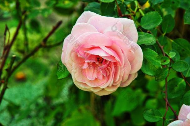 美丽的花关于茶室玫瑰采用一g一rden床