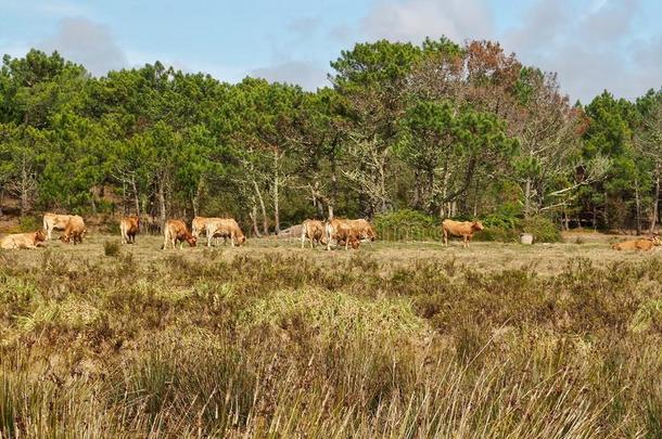 巨<strong>大</strong>的<strong>草地</strong>和草原和树和一兽群关于棕色的母牛采用