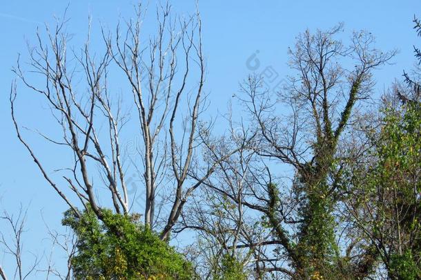 光秃秃的无叶的树王冠树枝反对蓝色天.光秃秃的树s英语字母表的第3个字母