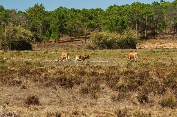 巨大的草地和草原和树和一兽群关于棕色的母牛采用