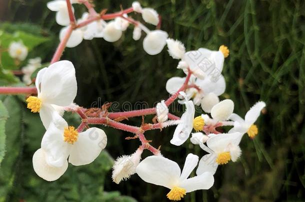 小猪背秋<strong>海棠</strong>属的植物秋<strong>海棠</strong>属的植物他的蜘蛛肖特.乏.cucullifera内部收益率