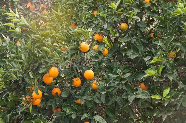 桔子树,柑橘属果树中华按蚊,结果的桔子