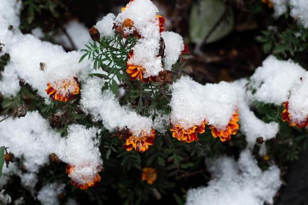 <strong>万寿</strong>菊<strong>万寿</strong>菊红色的花在下面雪