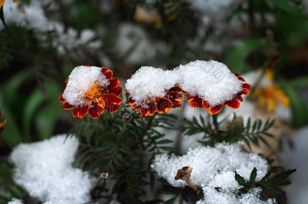 <strong>万寿</strong>菊<strong>万寿</strong>菊红色的花在下面雪