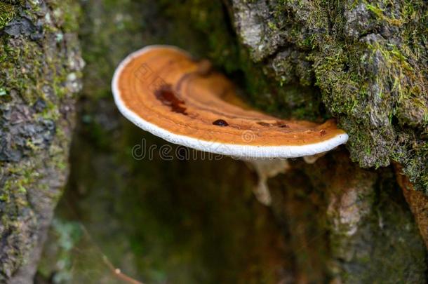 边关于蘑菇生长的从长<strong>满</strong>苔藓的树