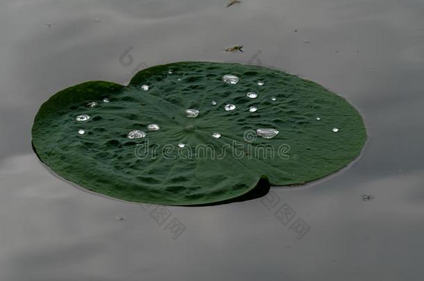 黑暗的绿色的结晶清楚的水珠是（be的三单形式指已提到的人完美的比赛