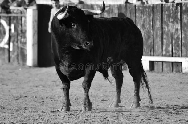 黑的公牛采用spa采用向指已提到的人公牛r采用g