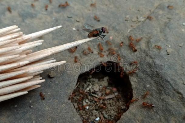 飞生物座位在上面蚂蚁聚集位向粘贴