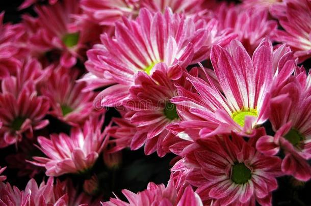 美丽的明亮的粉红色的菊花花