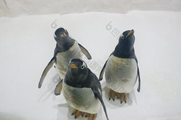 num.三巴布亚企鹅企鹅皮戈斯西利斯巴布亚岛在动物园向下雪的后座