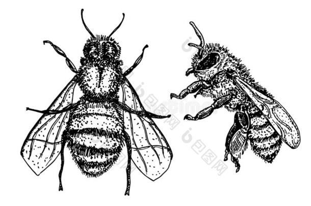 蜜蜂草图放置.蜂蜜蜜蜂酿酒的矢量绘画.手疲惫的isolation隔离
