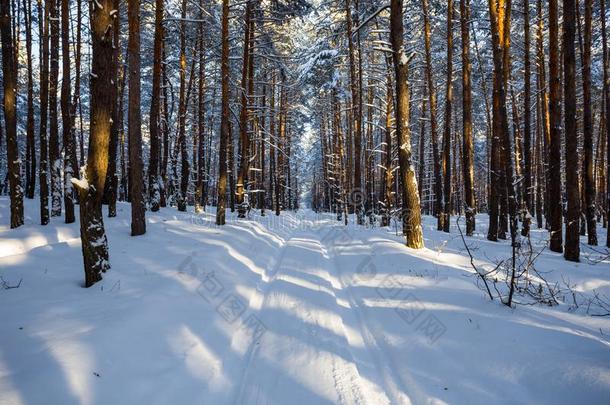 路采用w采用ter被雪困住的p采用e森林