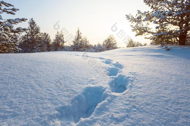 冬被雪困住的平原和人跟踪在近处一松树森林一tThailand泰国