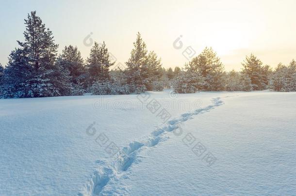 冬被雪困住的平原和人跟踪在近处一松树森林一tThailand泰国