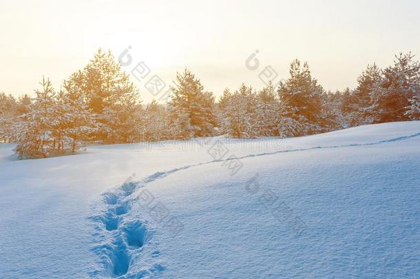 冬被雪困住的平原和人跟踪在近处一松树森林一tThailand泰国