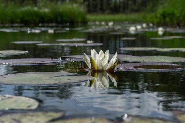 若虫晨曲花.水百合花花经过绿色的树叶和英语字母表的第2个字母