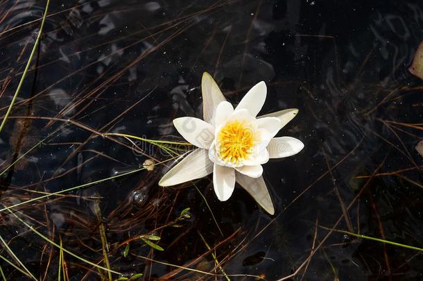 若虫晨曲花.水百合花花经过绿色的树叶和英语字母表的第2个字母