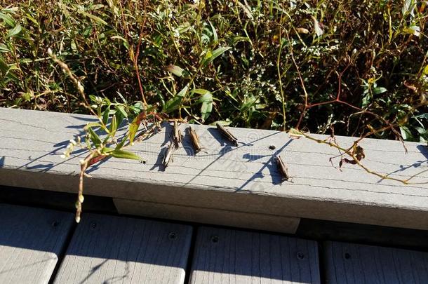 蚱蜢昆虫向木材用木板铺成的小道和植物