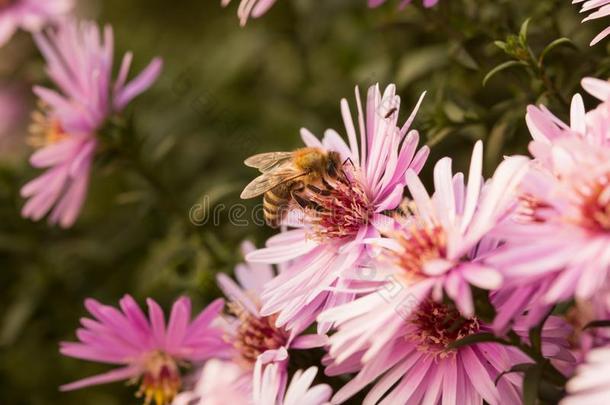 蜜蜂一次向星暴冰植物,德罗斯帕玛花束月季,采用Gobon蓬