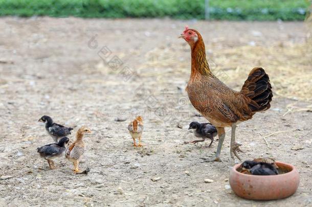 战斗的公<strong>鸡</strong>和婴儿公<strong>鸡吃</strong>食物采用农场在thail和