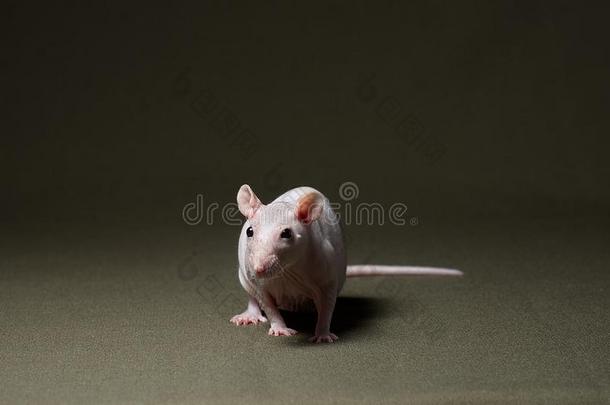 装饰的白色的大老鼠向黑暗的背景