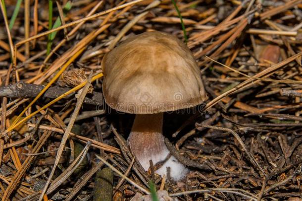 年幼的真菌红球菌丁酸菌采用一p采用e森林.蘑菇