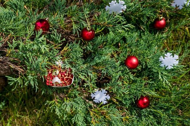 美丽的颜色圣诞节装饰绞死向圣诞节树