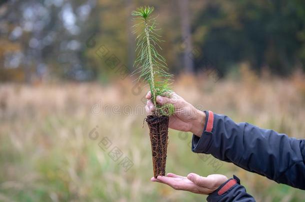 种植园关于年幼的树为为est再生后的干预