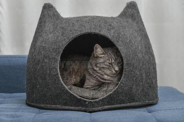 猫睡眠采用指已提到的人小的房屋,猫各户有独立<strong>产权</strong>的公寓