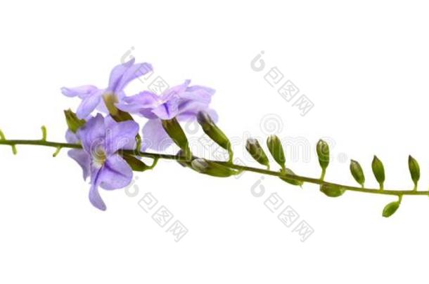小的白色的混合紫罗兰花或假连翘属代表花伊斯拉特.英语字母表的第12个字母